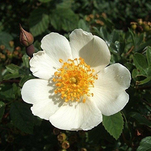 Rosa arvensis, C3, D 17