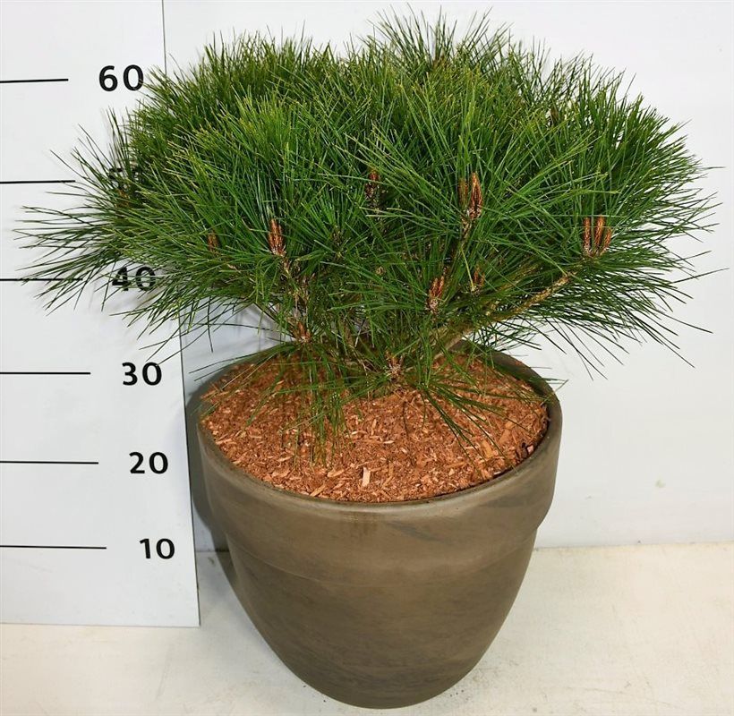 Pinus d. 'Alice Verkade', D 35