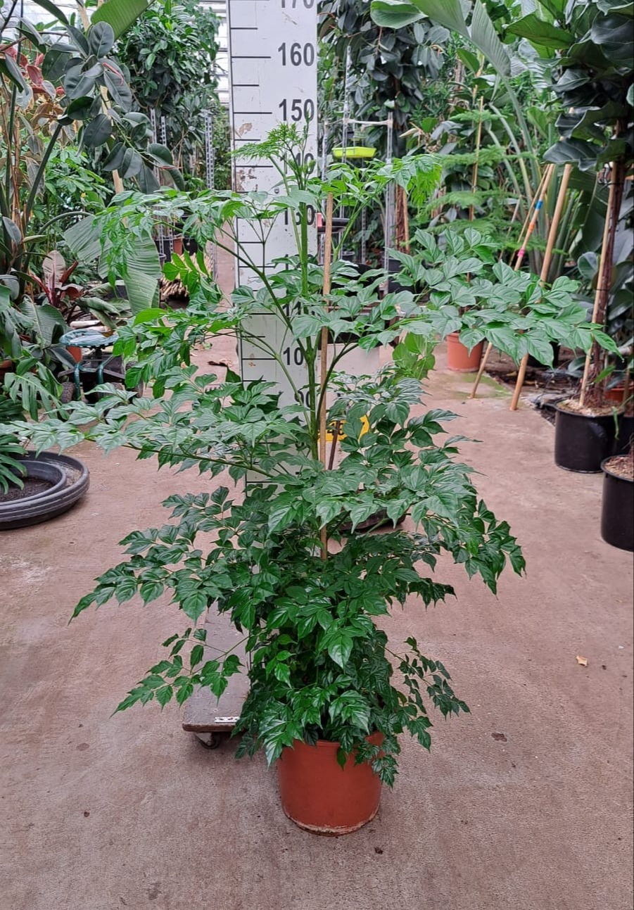 Radermachera sinica, D 30