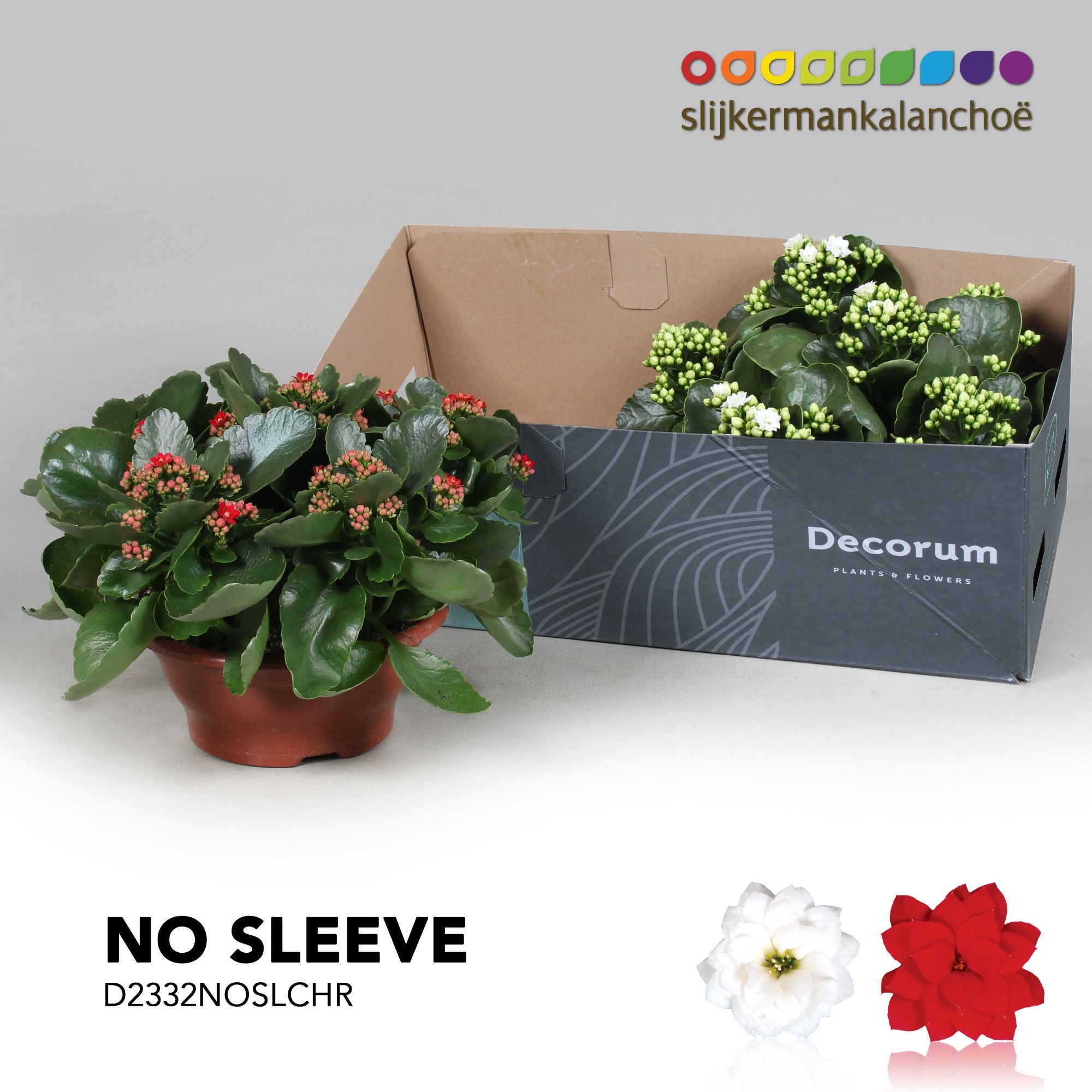 Kalanchoe No sleeve - Christmas Mix - kerst, D 23 cm