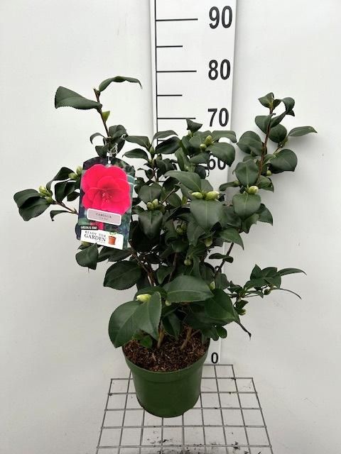 705 LDW : C5 Pot 23 cm CAMELLIA mix kleuren per kar, D 23