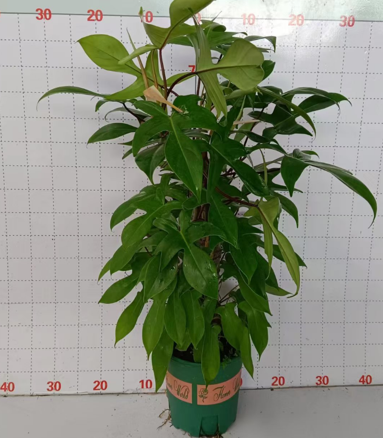 Филодендрон Клаймбинг Поле Свифт Гем 20 80