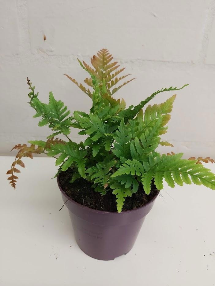 Dryopteris erythrosora, D 12