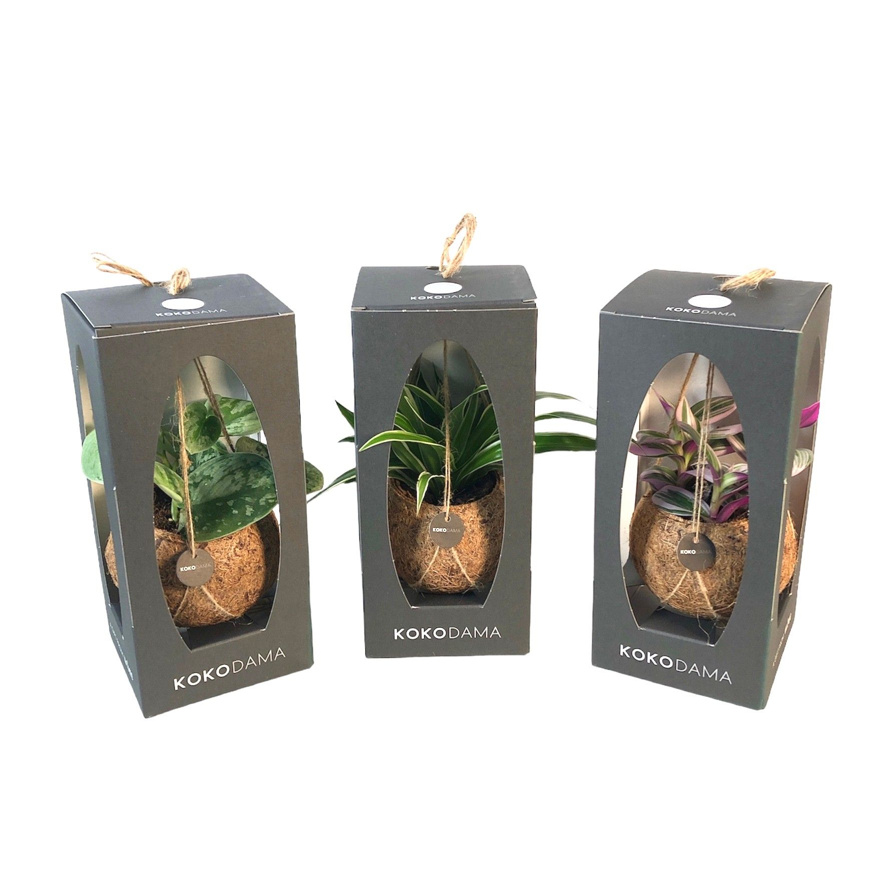 Kokodama 12 cm Gift Package Green mix, D 12