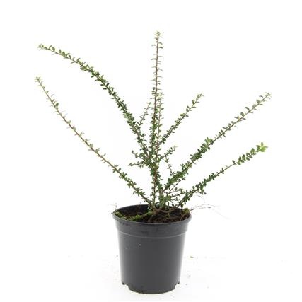 Cotoneaster conspicuus decorus, D 14 cm