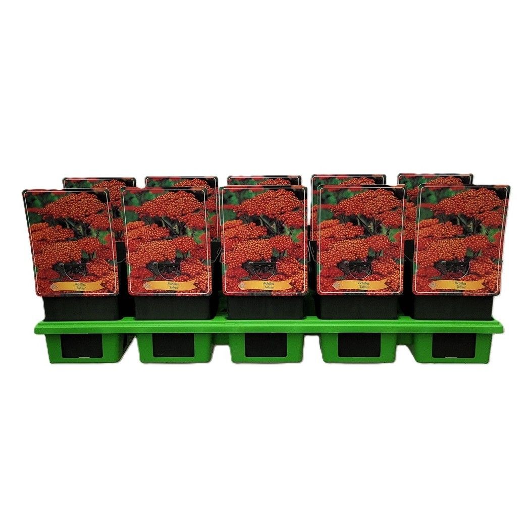 Achillea 'Safran' P11, D 11