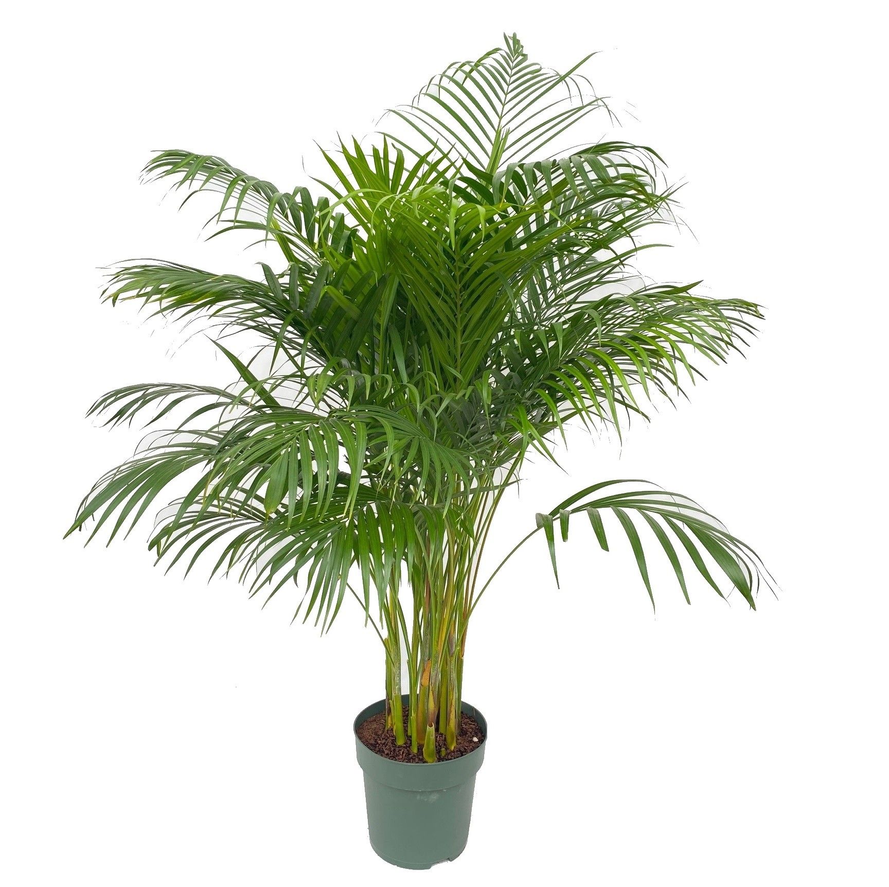 Areca Dypsis Lutescens, D 27