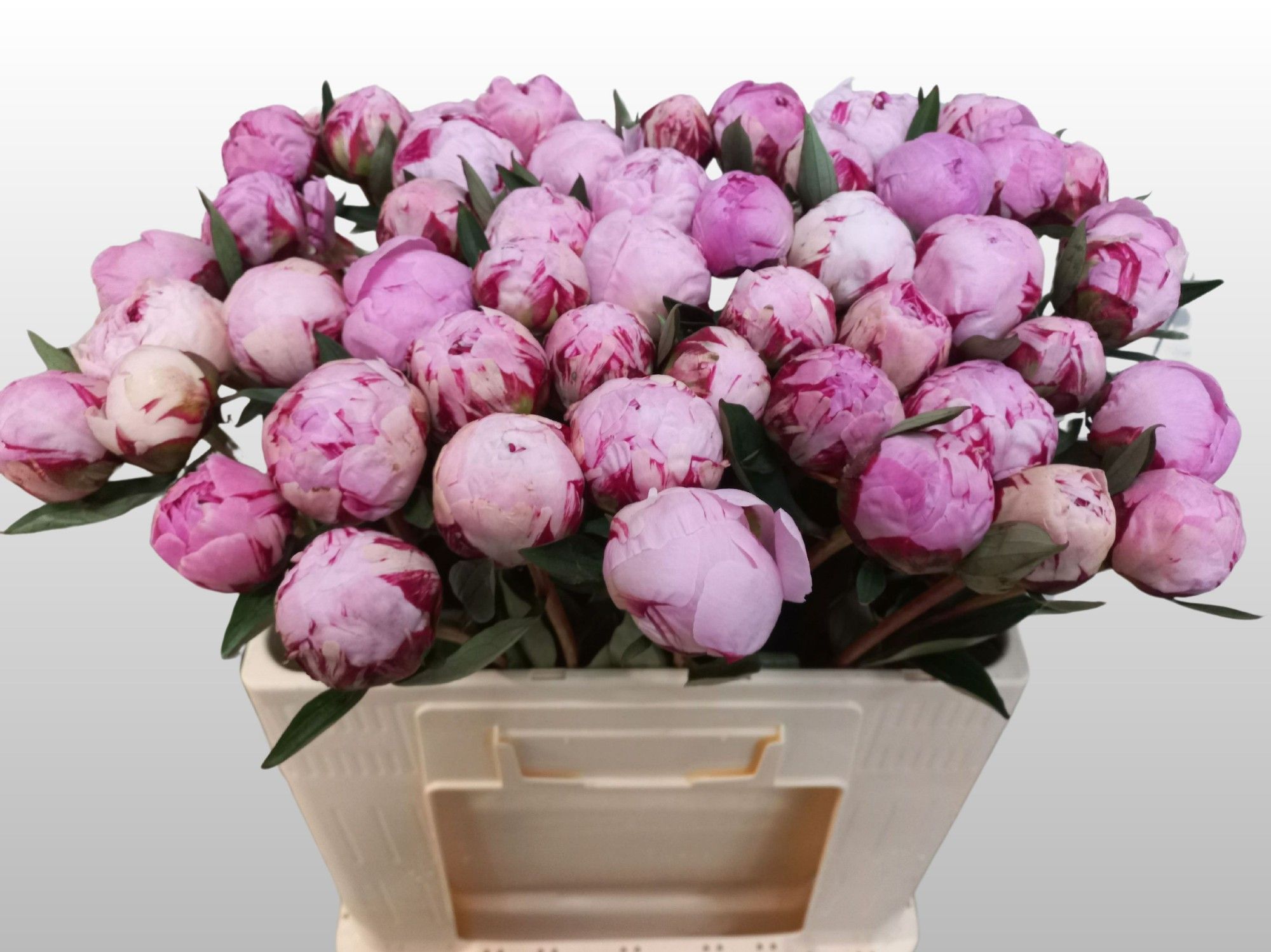 Пион Сара Бернар 55 (роз.), шт.