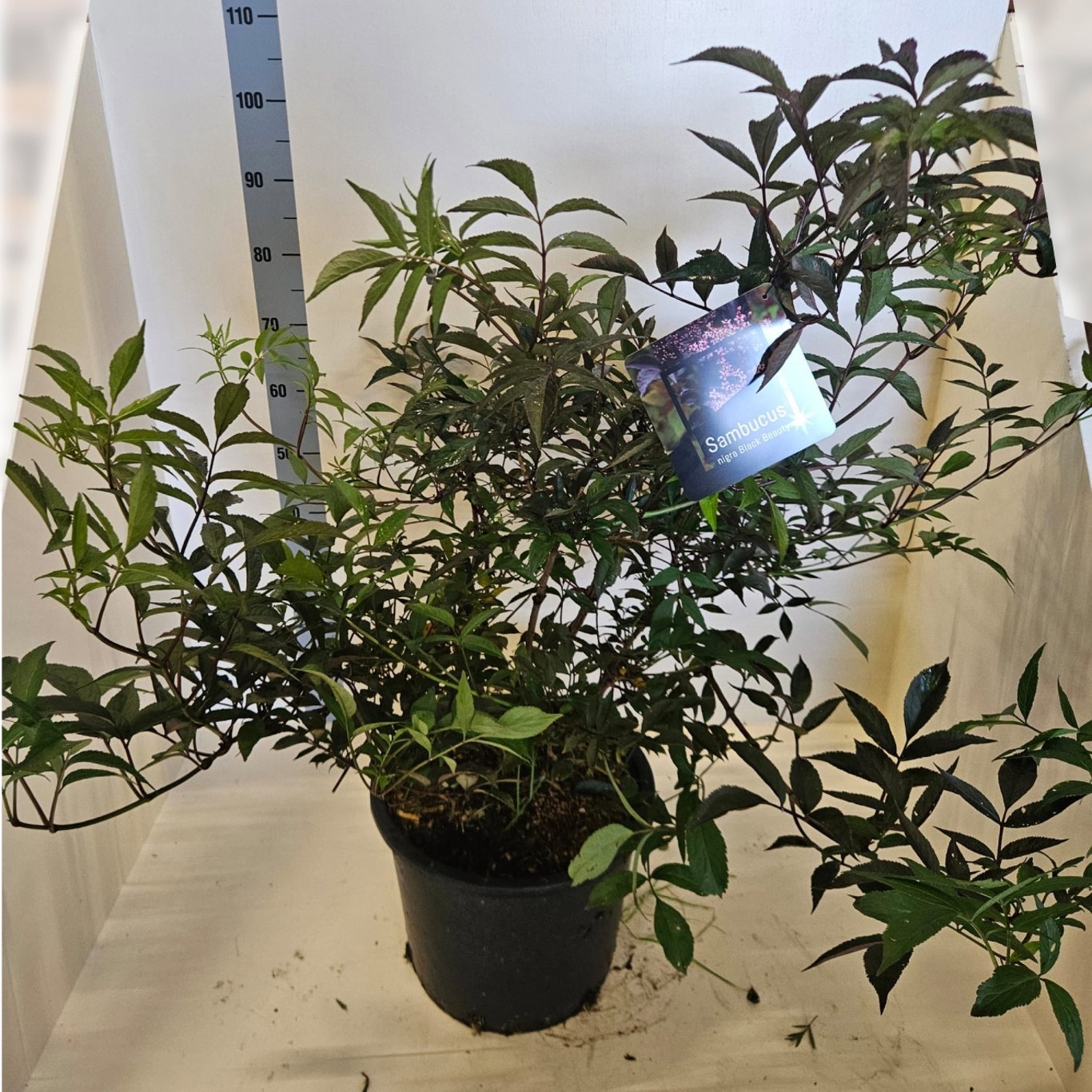 Sambucus nigra Black Beauty, D 40 cm