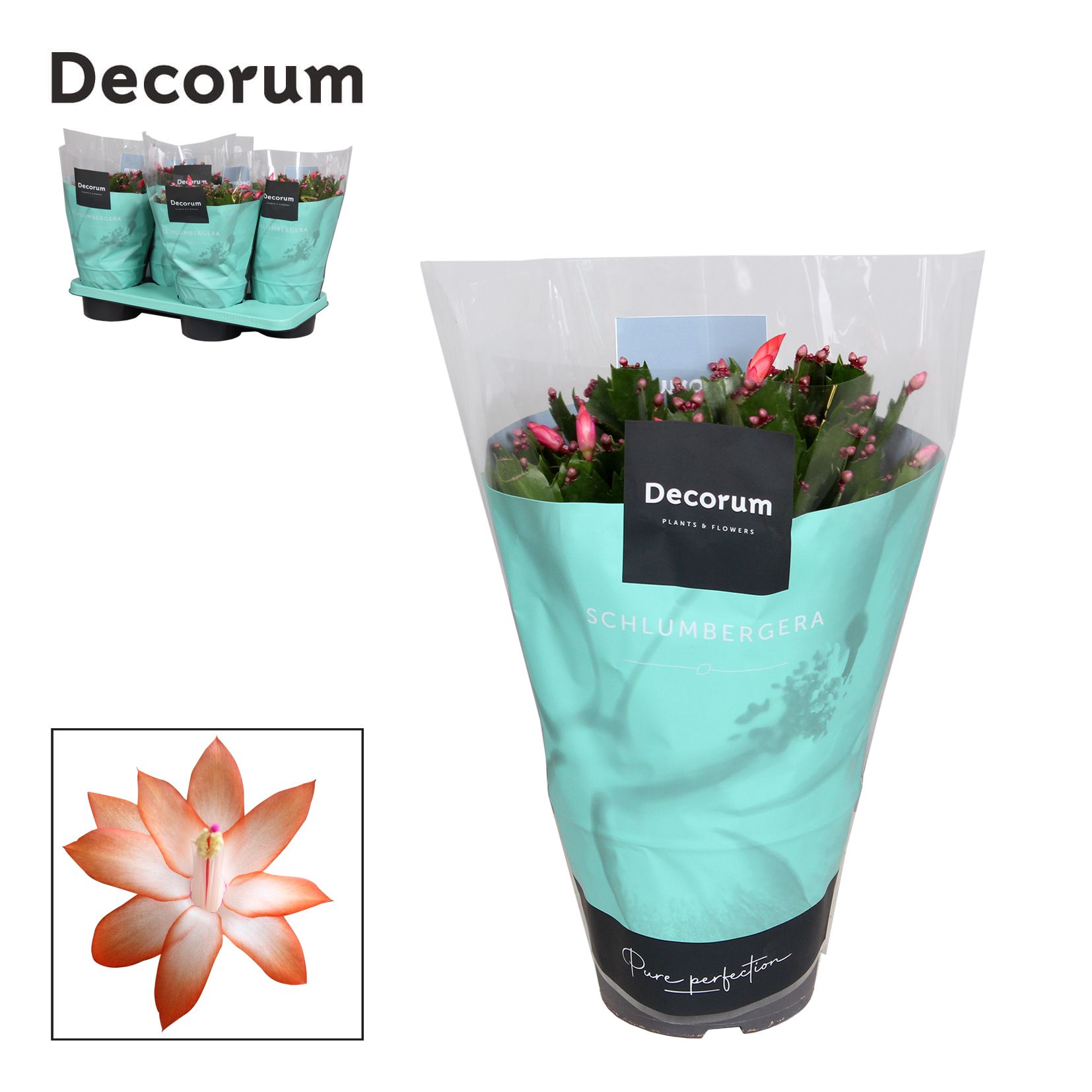 Schlumbergera - 17 cm - Orange (Vida) - Decorum, D 17 cm