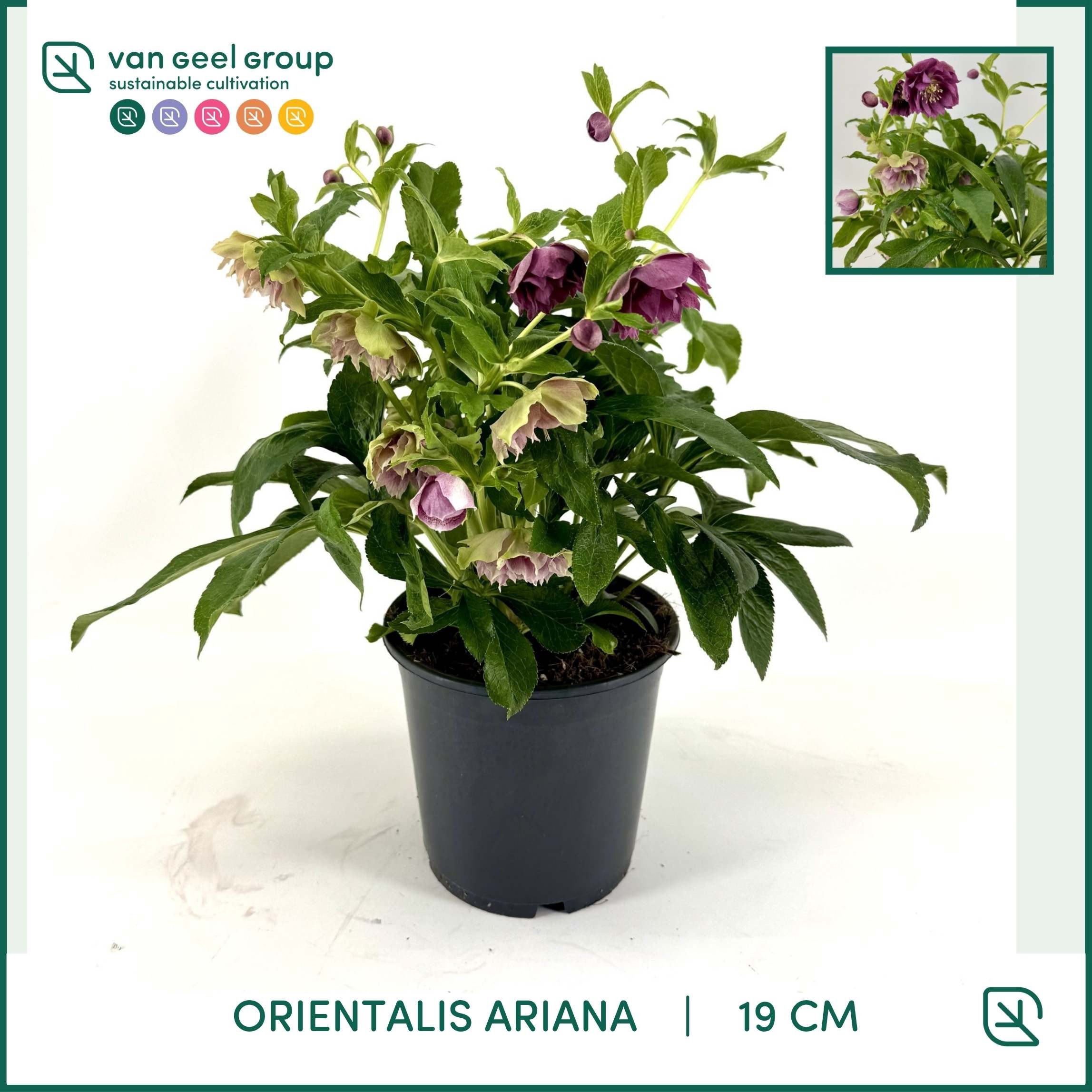 ViV Ariana, D 19 cm ViV Ariana, D 19 cm