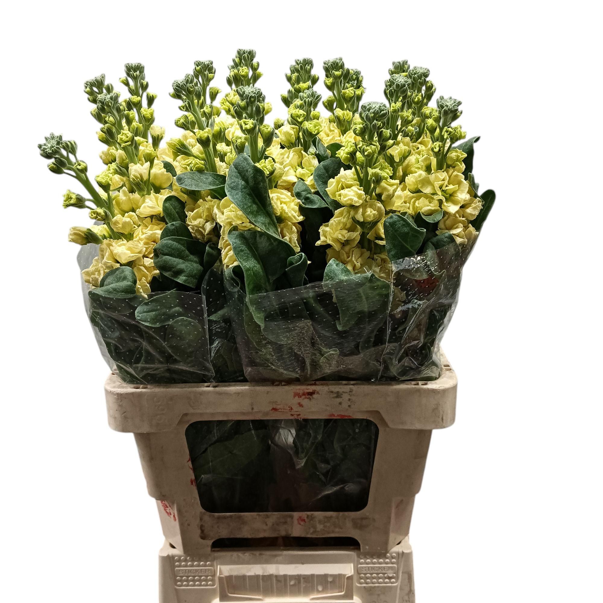 Маттиола од. Айрон Еллоу 65, шт.