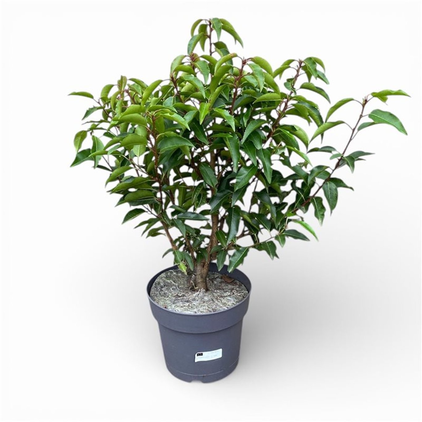 Prunus lusitanica 'Angustifolia' c3/p19 Potgekweekt, D 19