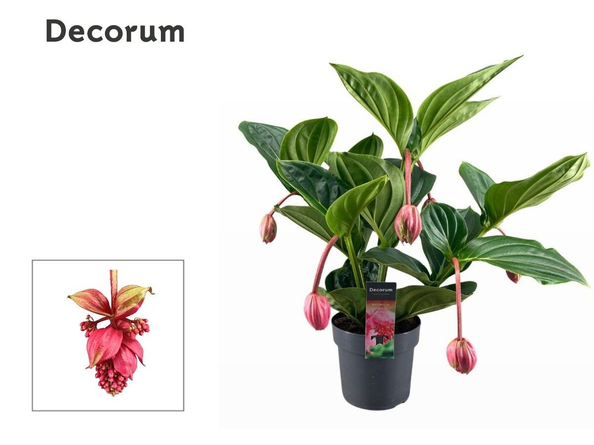 Medinilla Magnifica Flamenco 2 etage 5 knop (Decorum), D 17