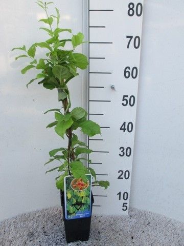 Celastrus orb. Diana 40-50 P14, D 14