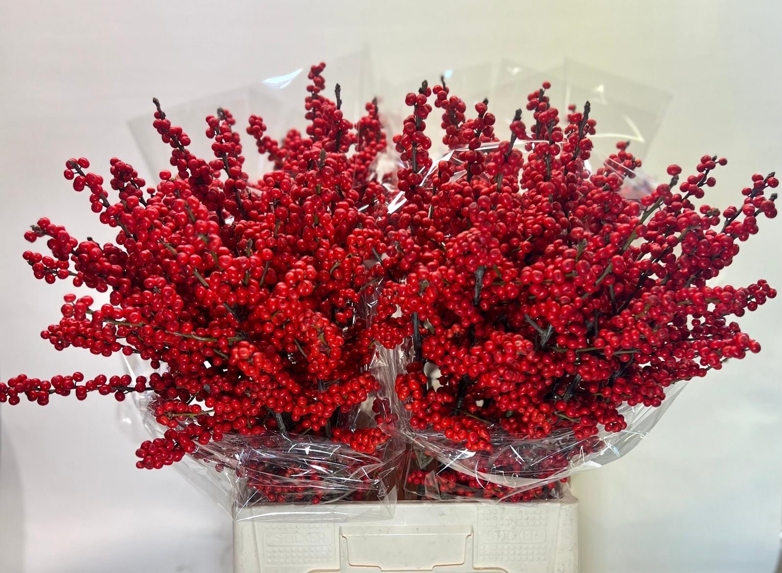 Илекс Красные ягоды 70, шт.