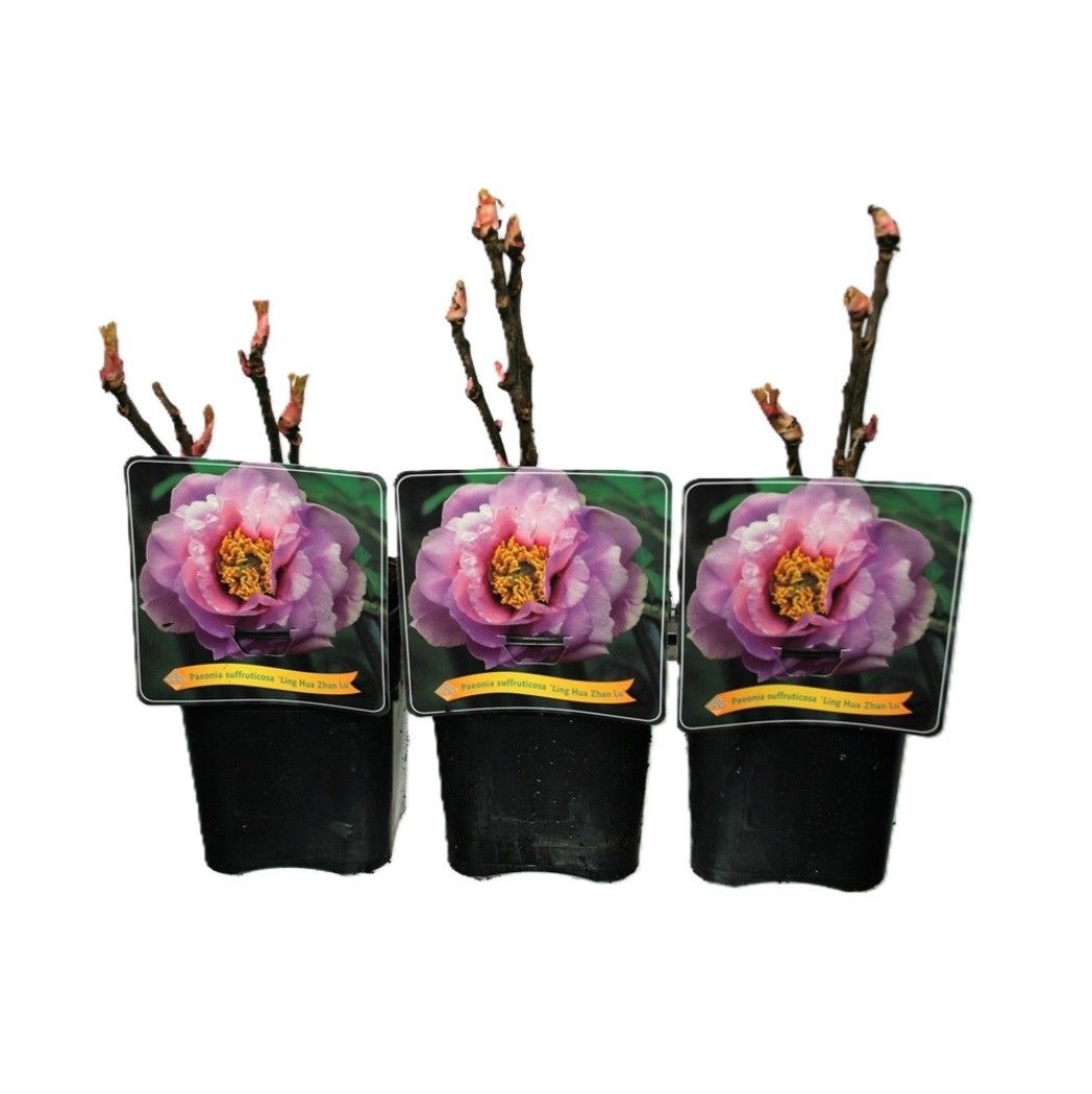 Paeonia Suffruticosa 'Ling Hua Zhan Lu' C5, D 21