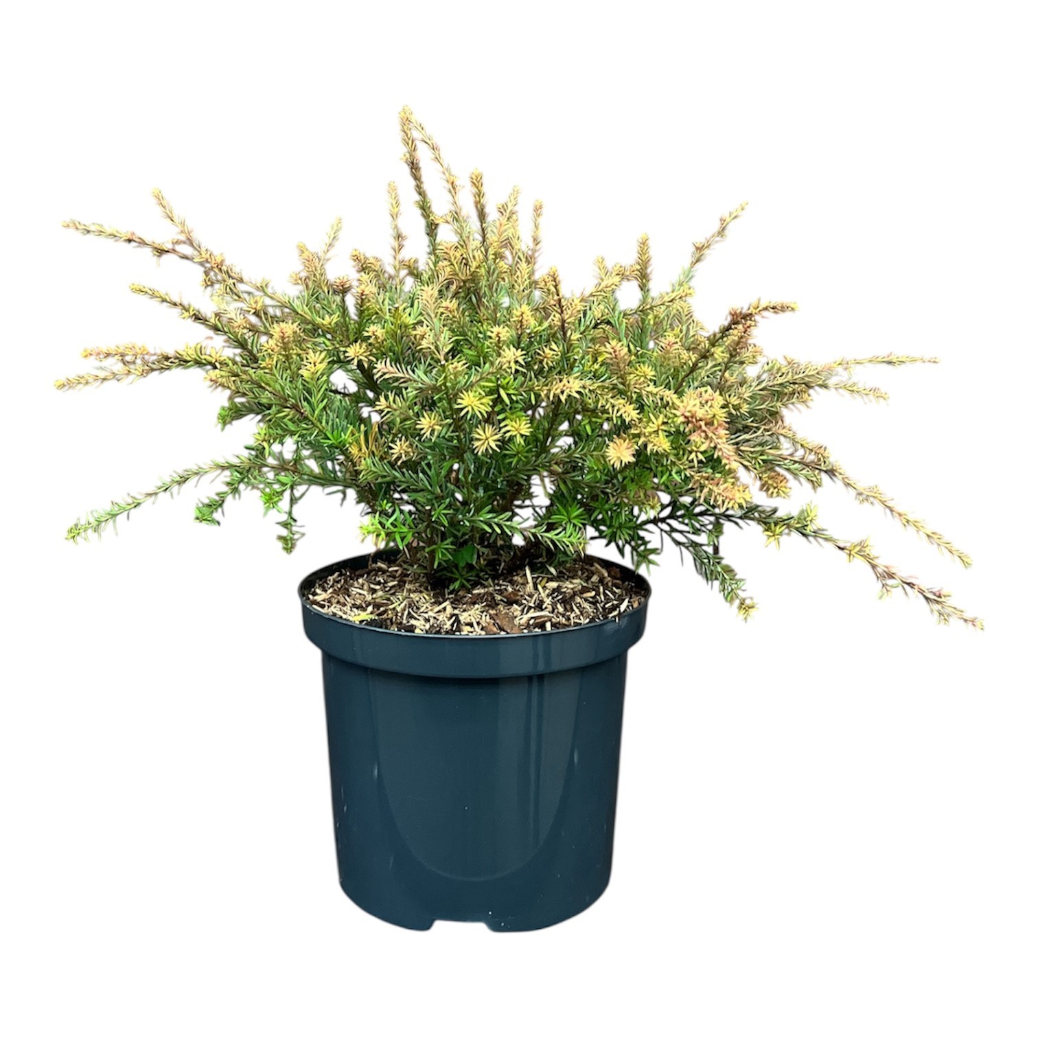 Podocarpus x 'County Park Fire', D 18