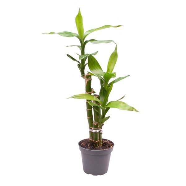 Dracaena sand. Lucky Bamboo, D 6 cm