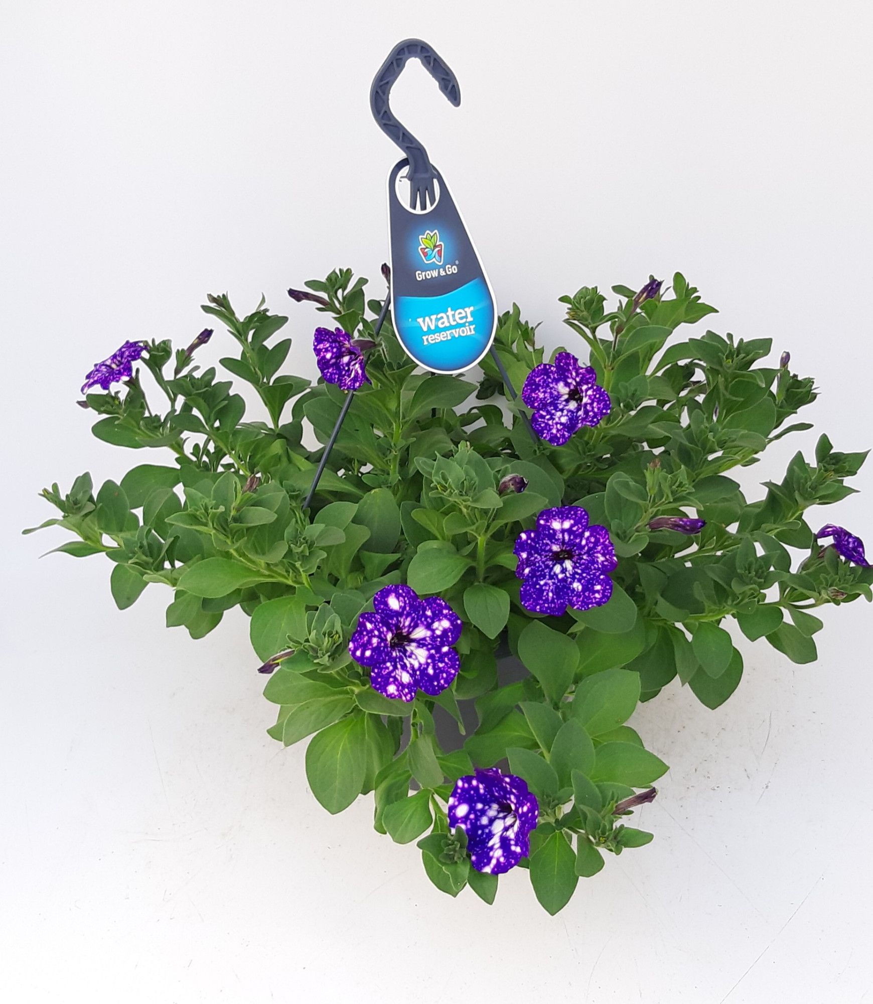 Petunia Nightsky WSP Ampel T27, D 27