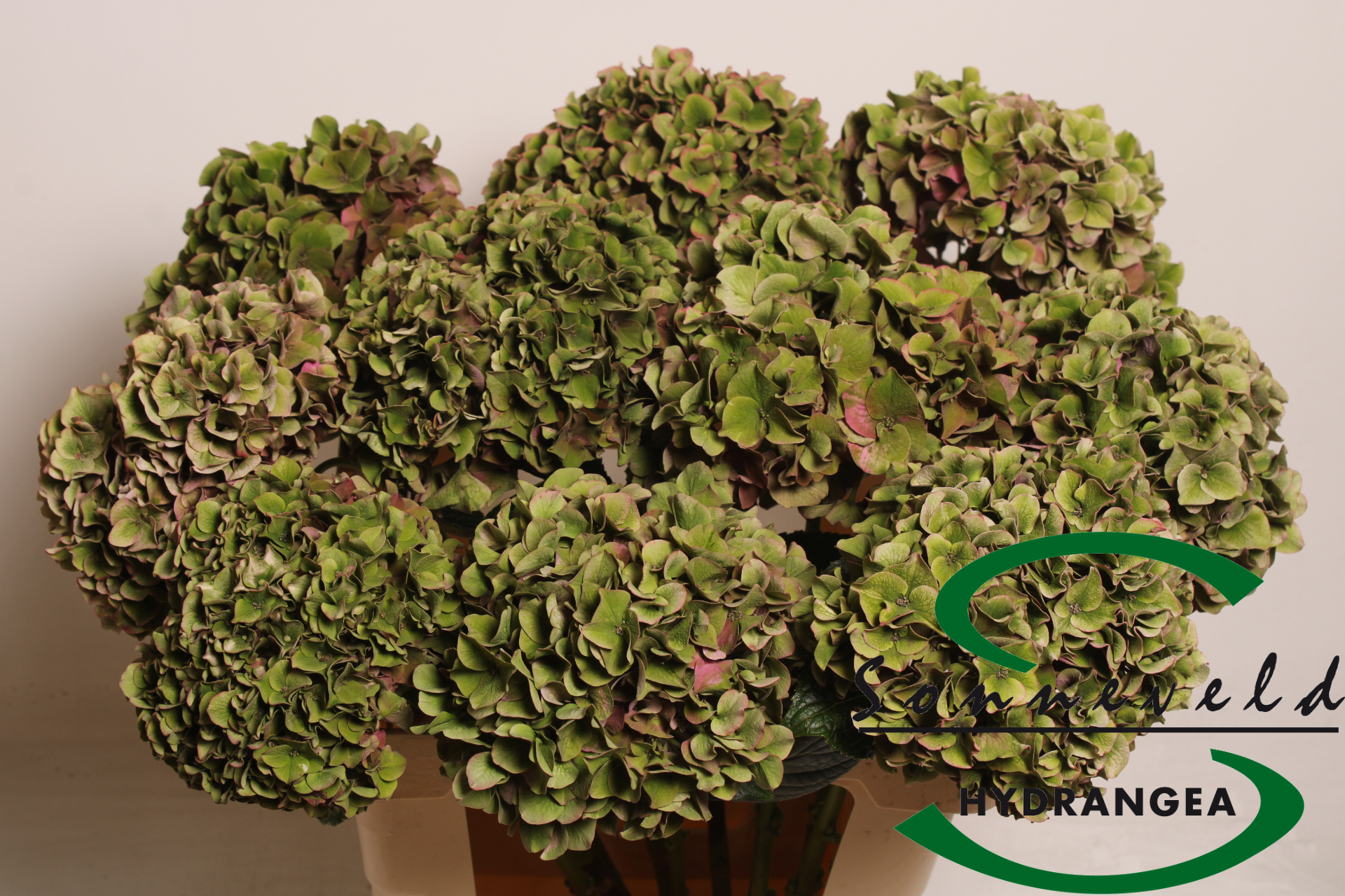 Гортензия Родео Классик 60, шт.