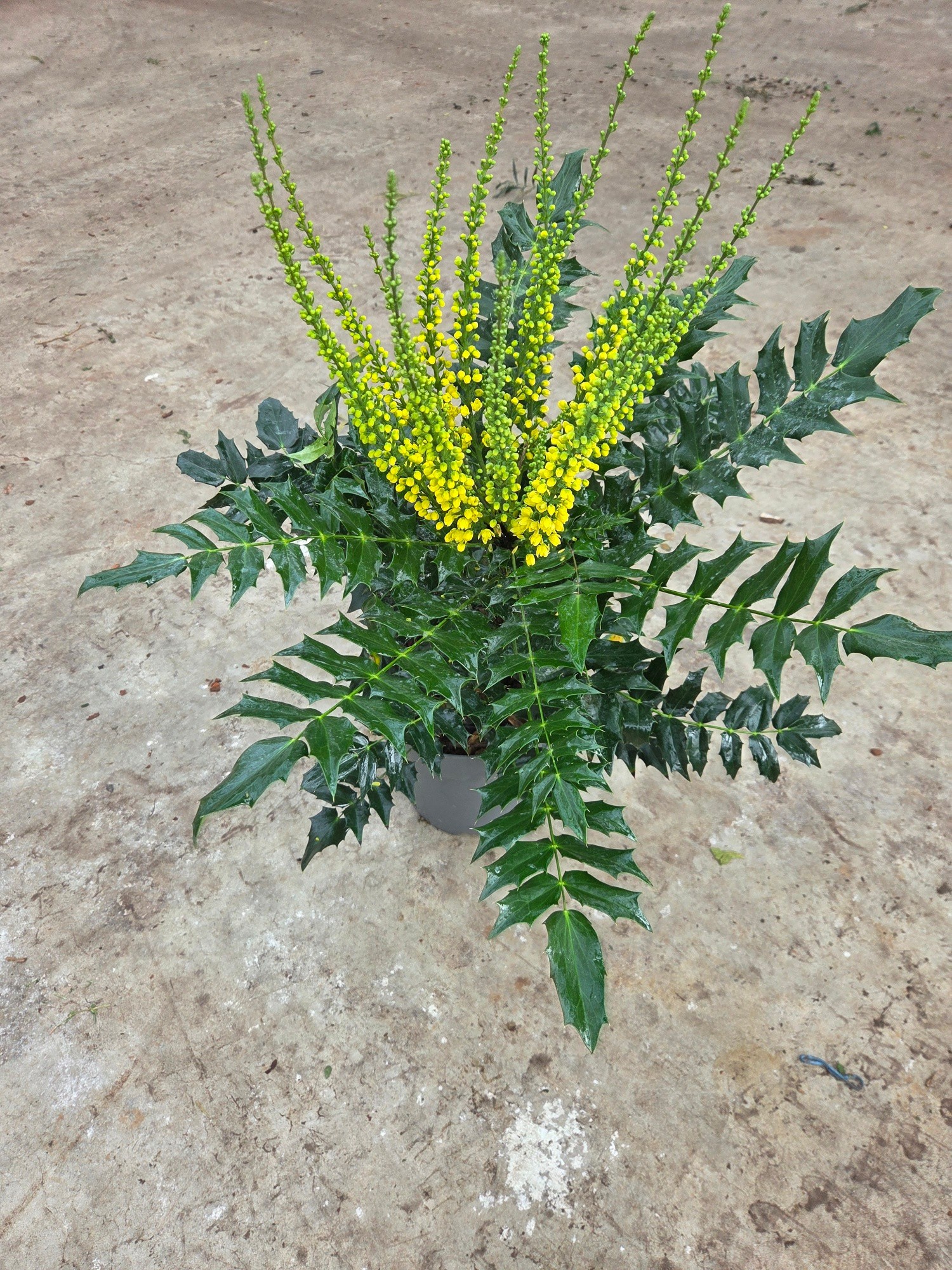 Mahonia med. 'Wintersun', D 26