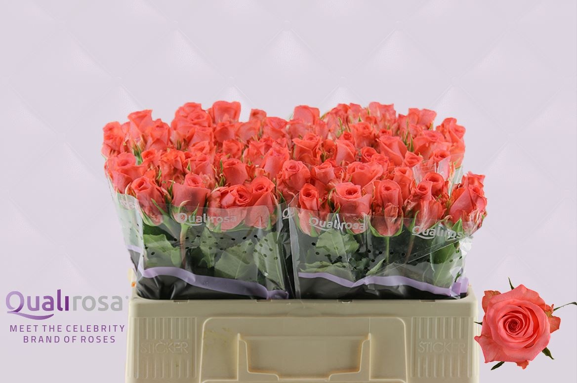 Роза од. Санкара 50, шт. Роза од. Санкара 50, шт.