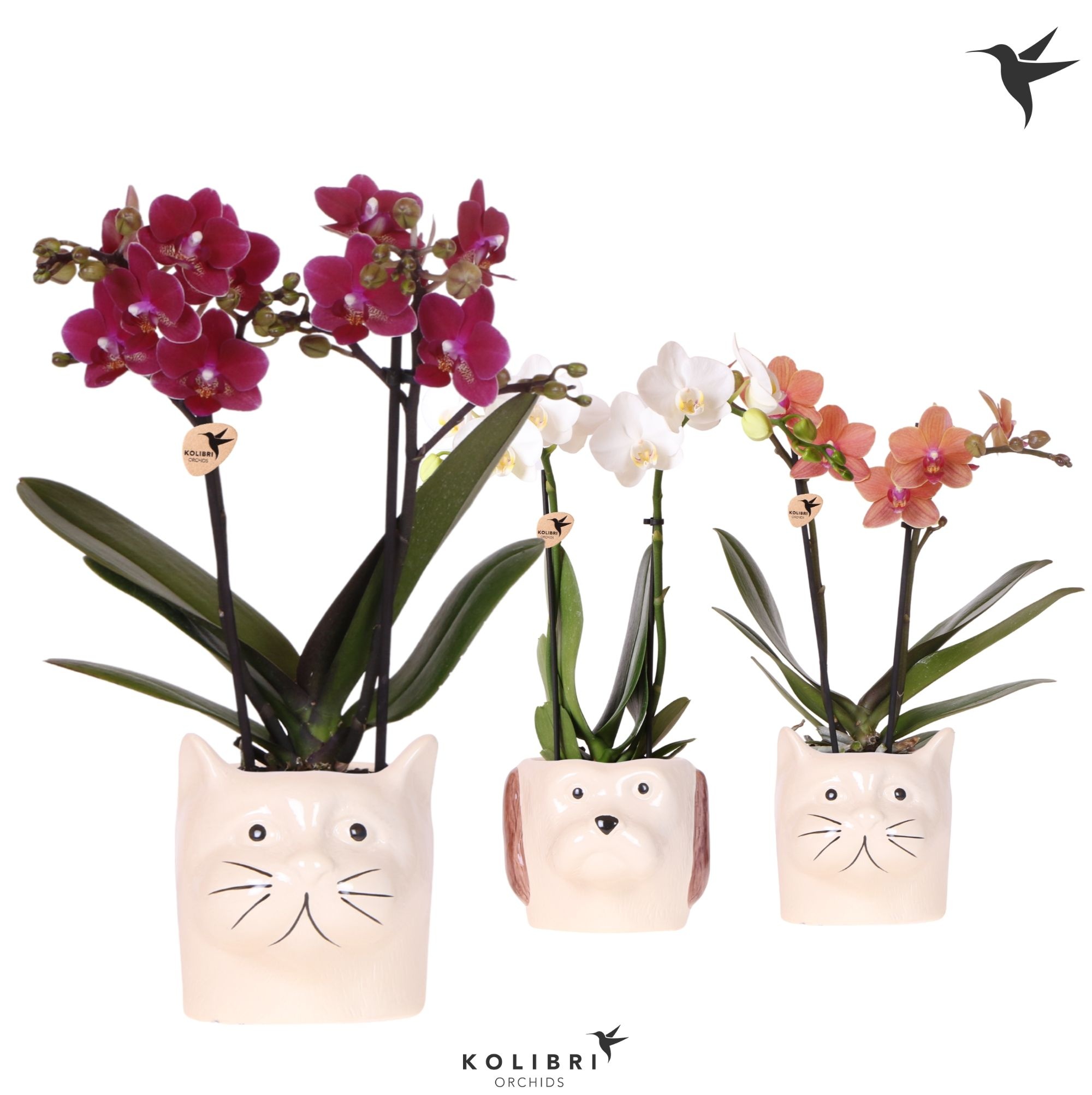 Kolibri Orchids Phalaenopsis mix 2 spike in Cat & Dog pot mix, D 9