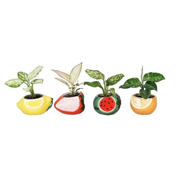 L 66686 with Green Mix 6 cm, D 6 cm L 66686 with Green Mix 6 cm, D 6 cm