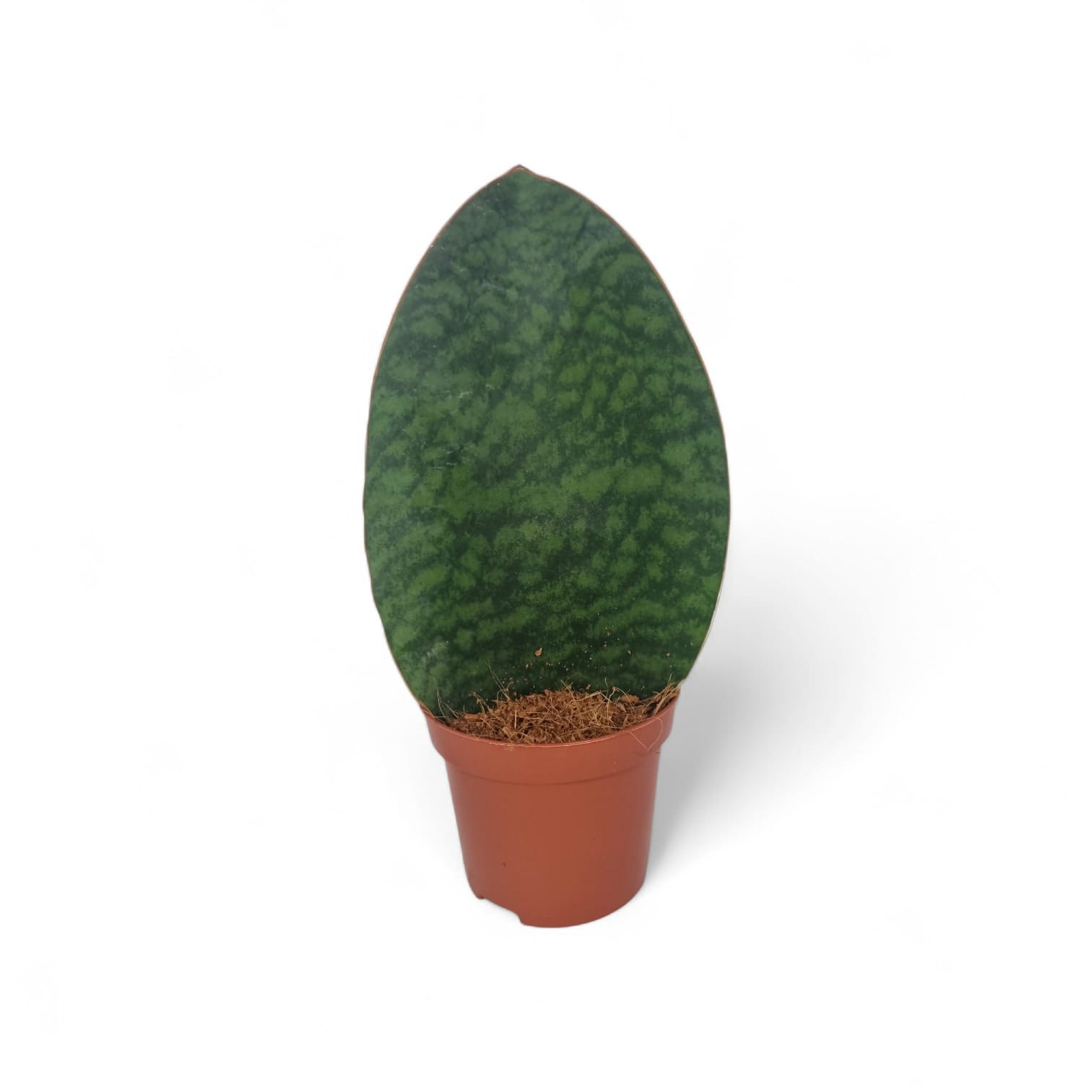 Sansevieria Whale Fin 9 cm, D 9