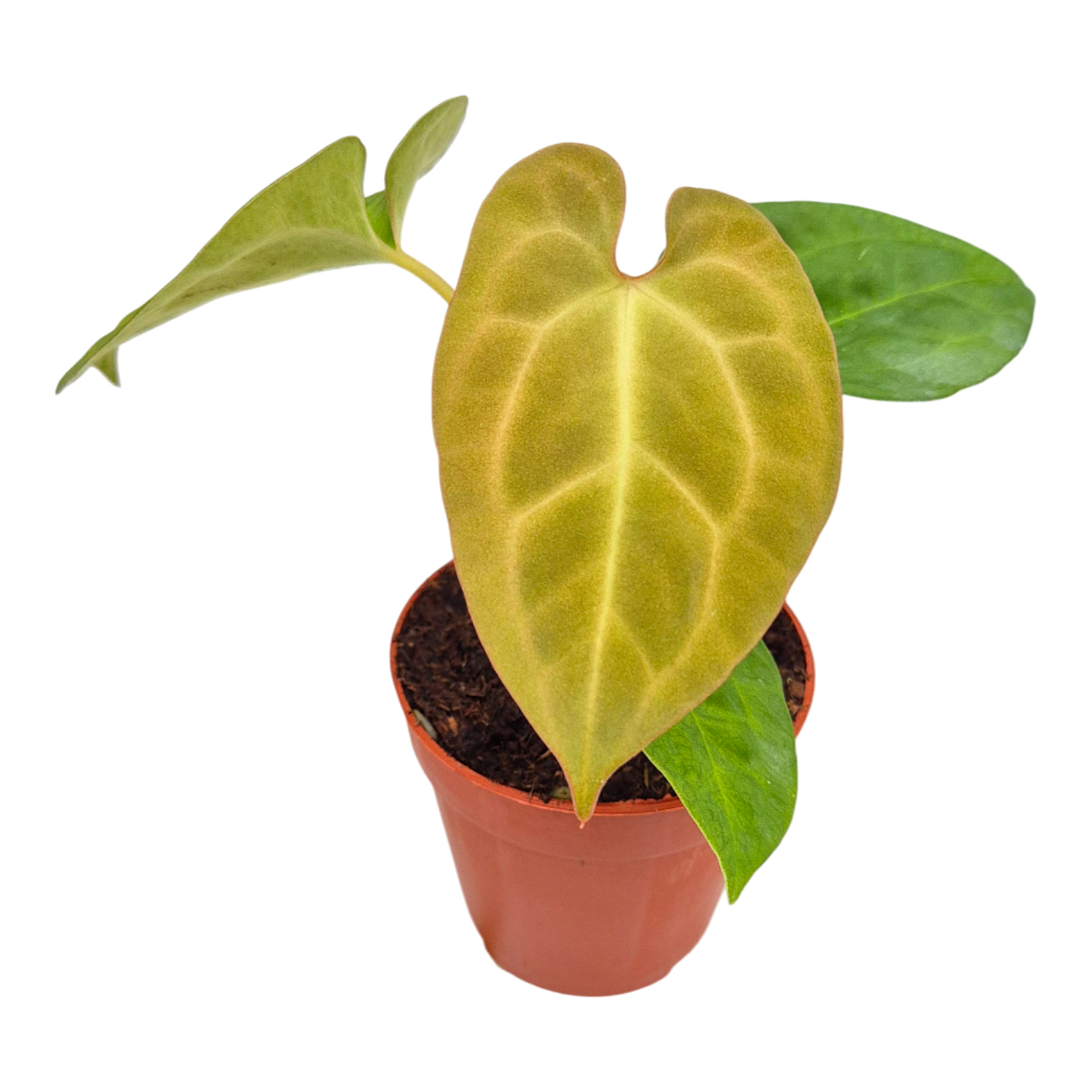 Anthurium King of Spades x Forgetii x Goliath, D 9