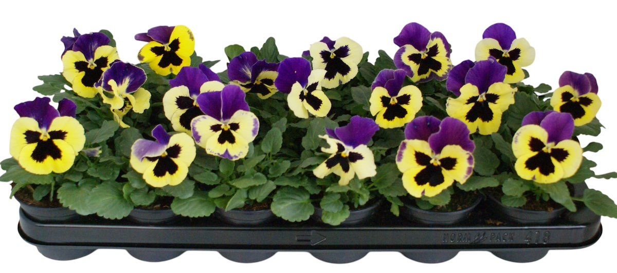 Viool F1 geel paars vlag p9, D 9 cm Viool F1 geel paars vlag p9, D 9 cm