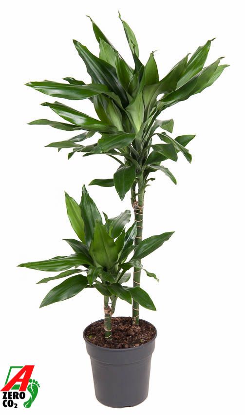 Dracaena Janet Lind 45-15, D 19