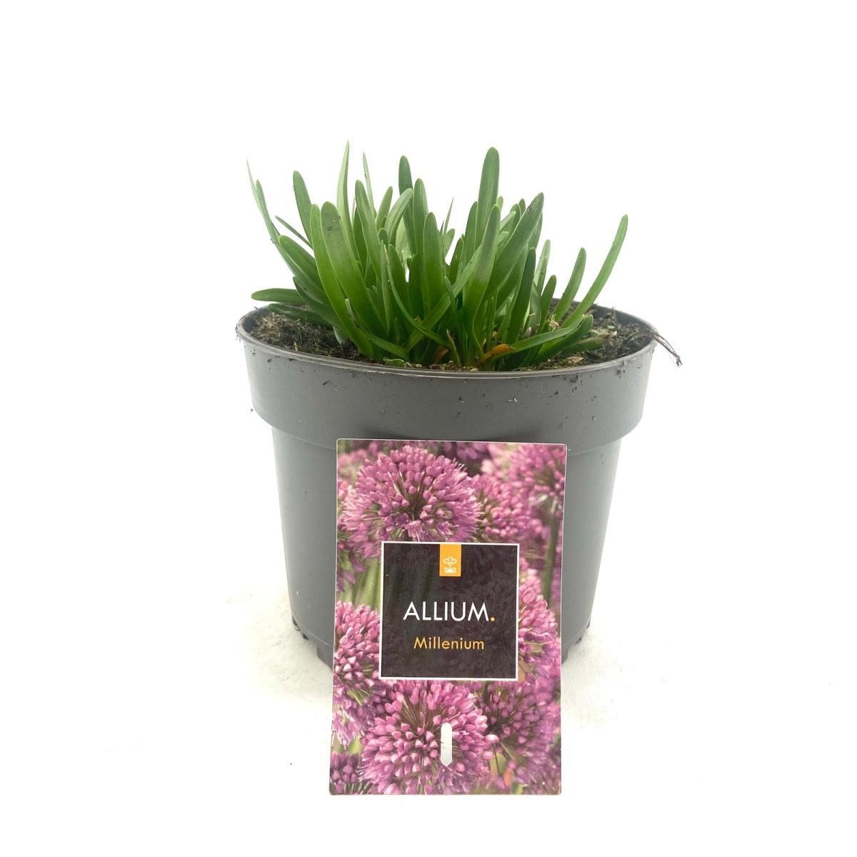 Allium 'Millenium', D 17