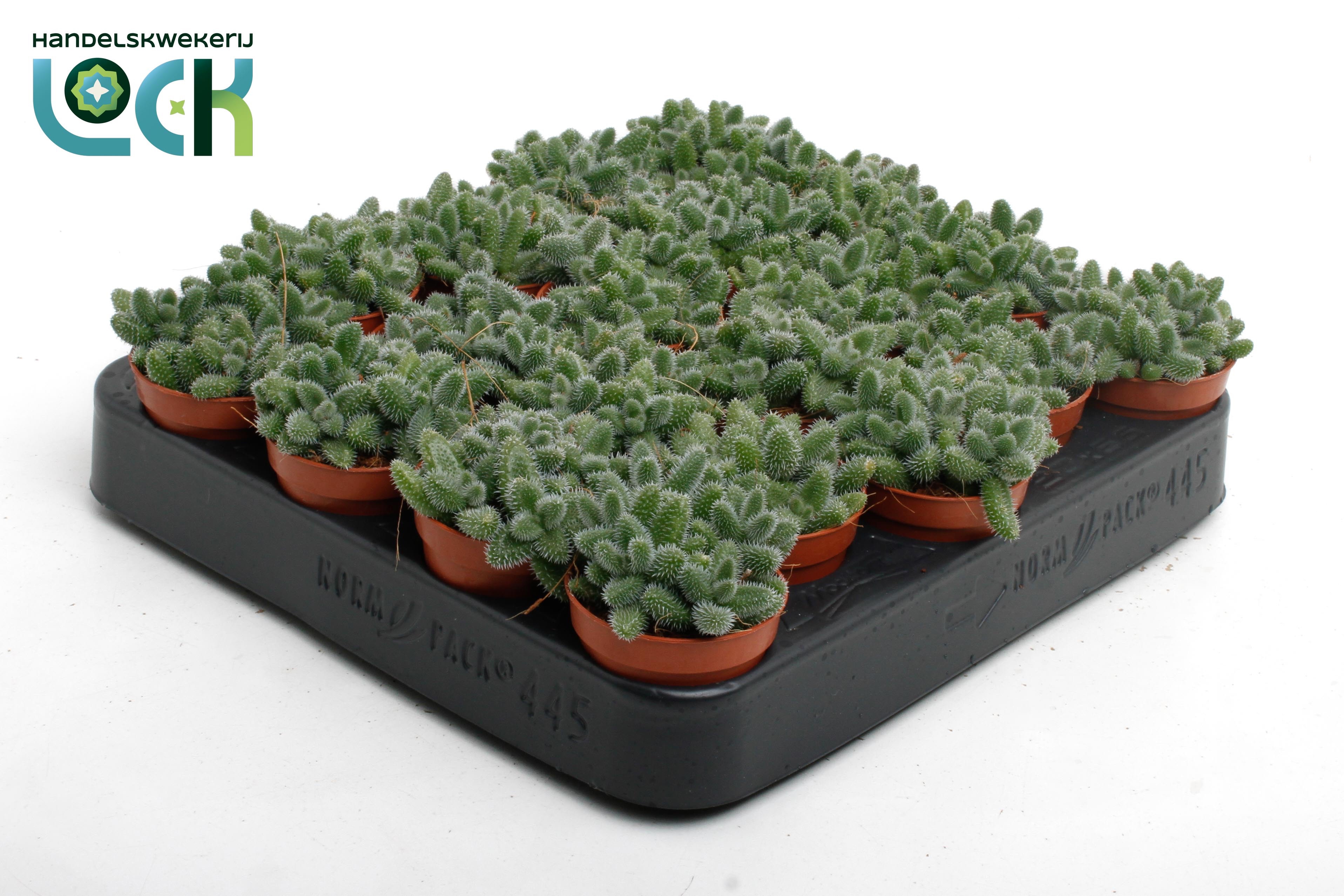 Delosperma Echinatum tanz, D 5,5