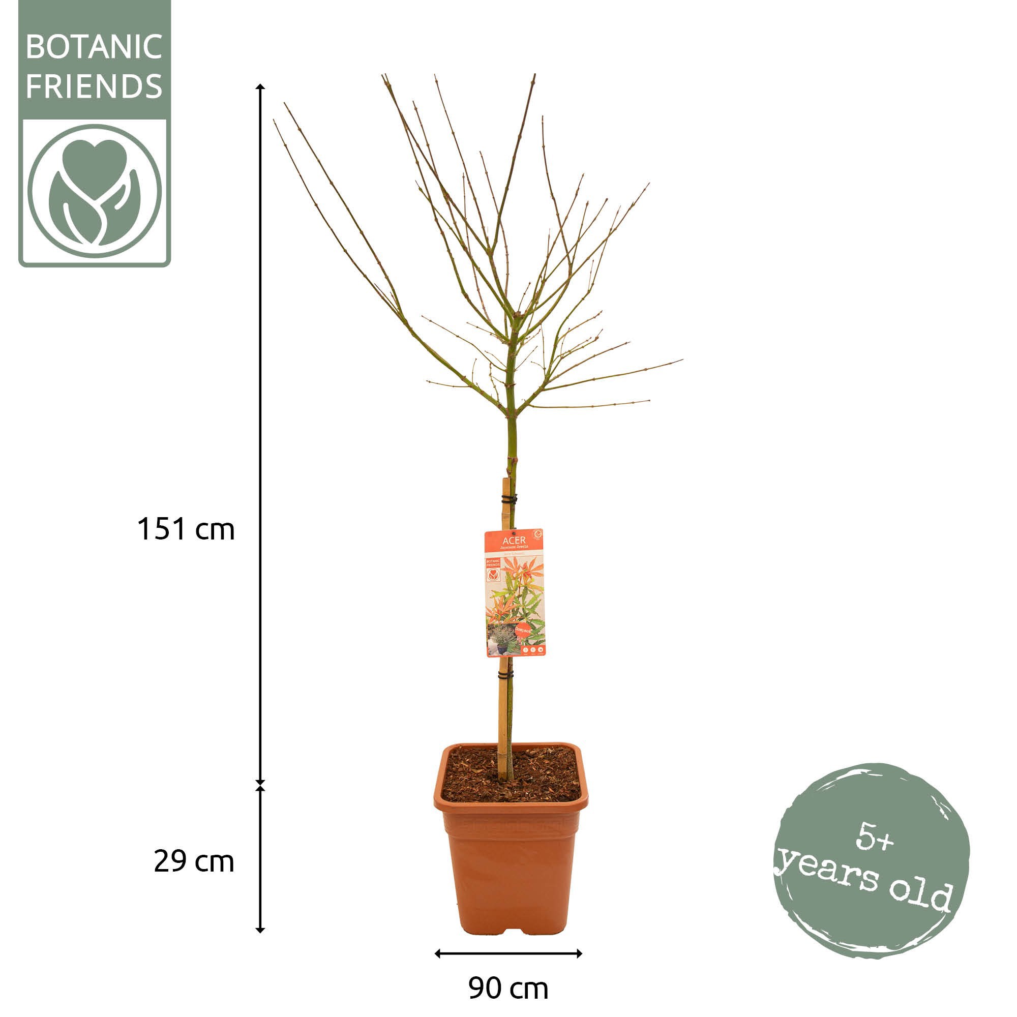 Acer palm. 'Jerre Schwartz' VK14 laagstam, D 28