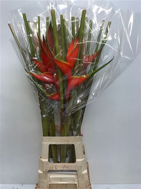 Геликония Овериг 90, шт. Геликония Овериг 90, шт.