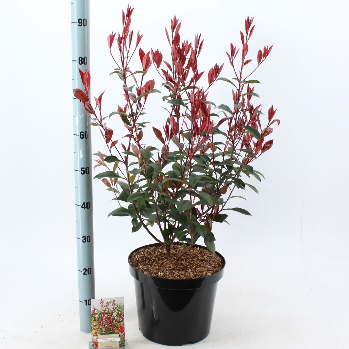 Photinia fraseri 'Carré Rouge', D 29
