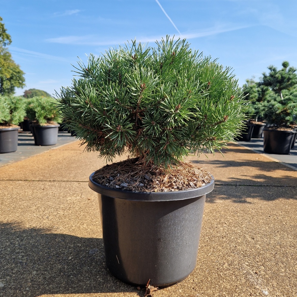 Pinus sylvestris 'Sandringham', D 31 cm