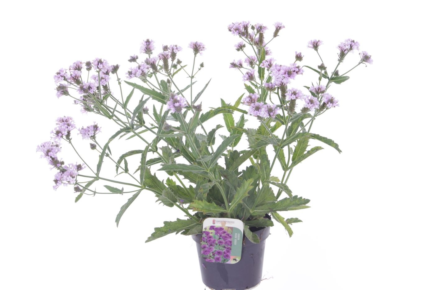 Verbena rigida Polaris Sky Blue, D 13