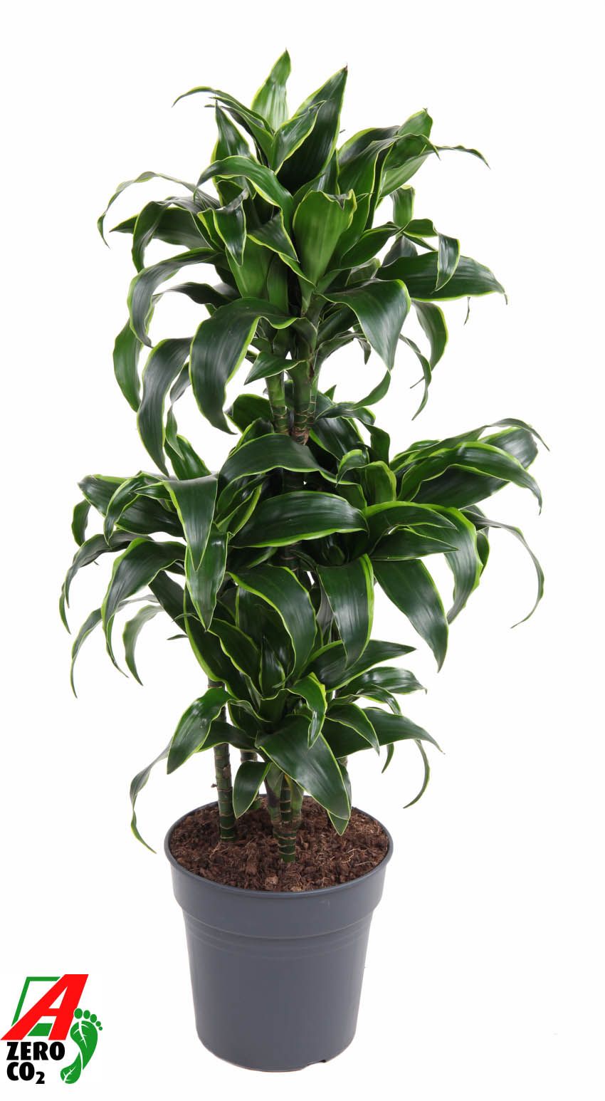Dracaena Dorado 60-carrousel, D 24