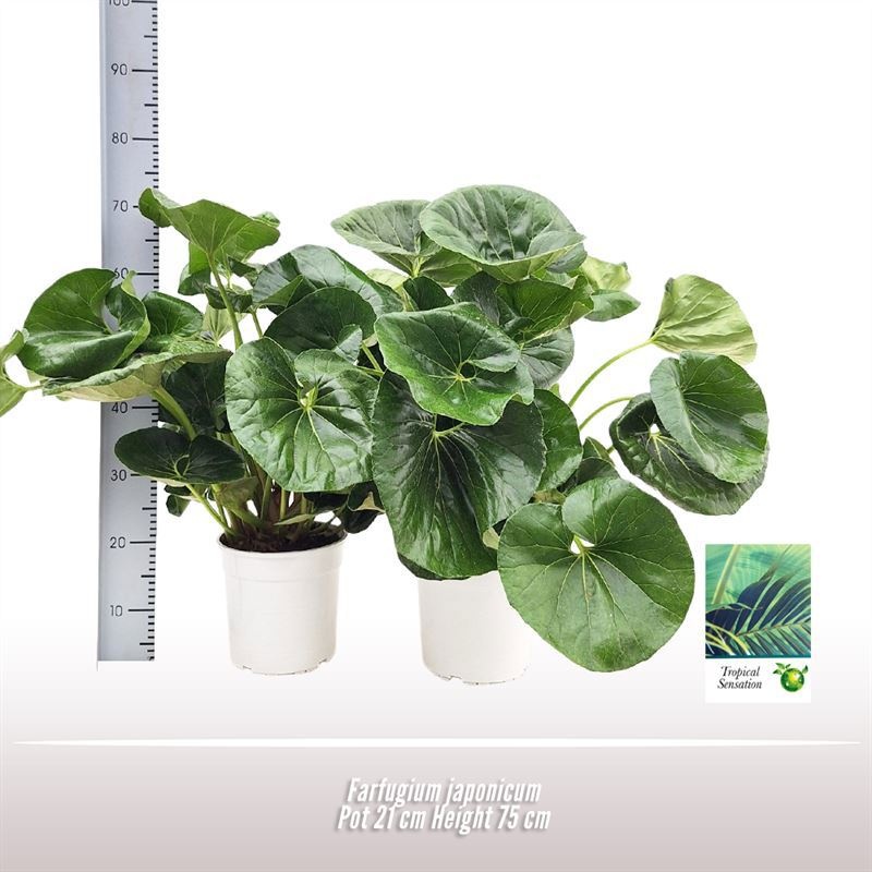 Farfugium japonicum, D 21 cm