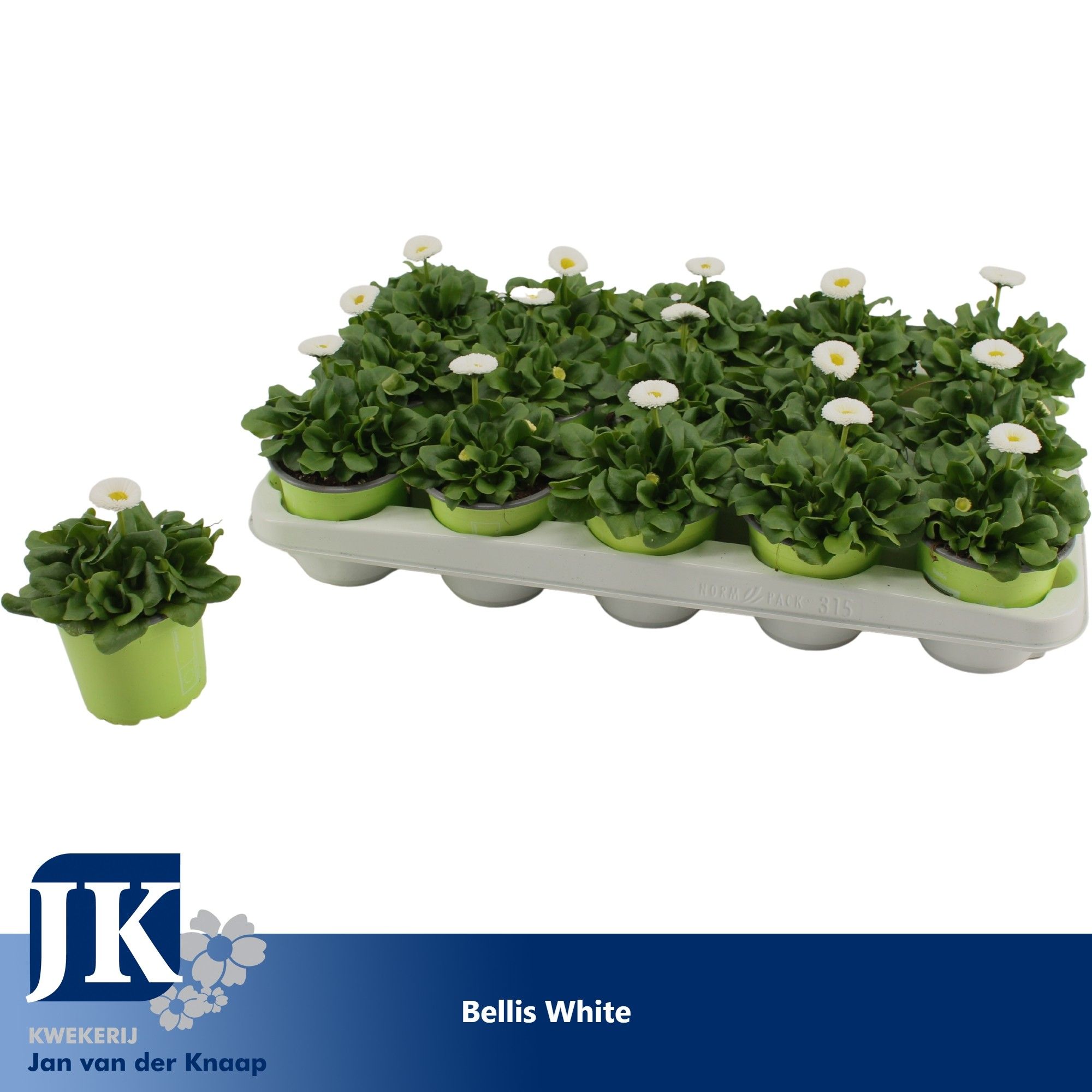Bellis White p10.5, D 10,5