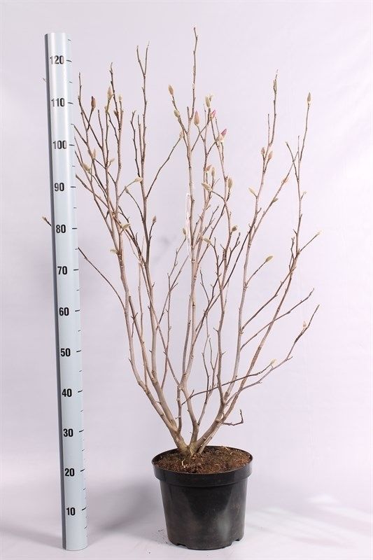 Magnolia loebneri 'Leonard Messel' geknopt, D 26 cm
