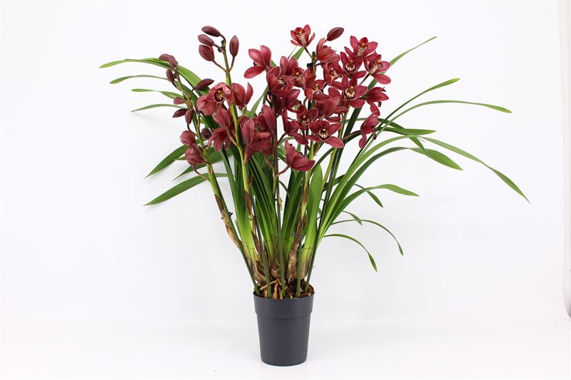 Cymbidium p14 Red Beauty Roy 5T, D 14
