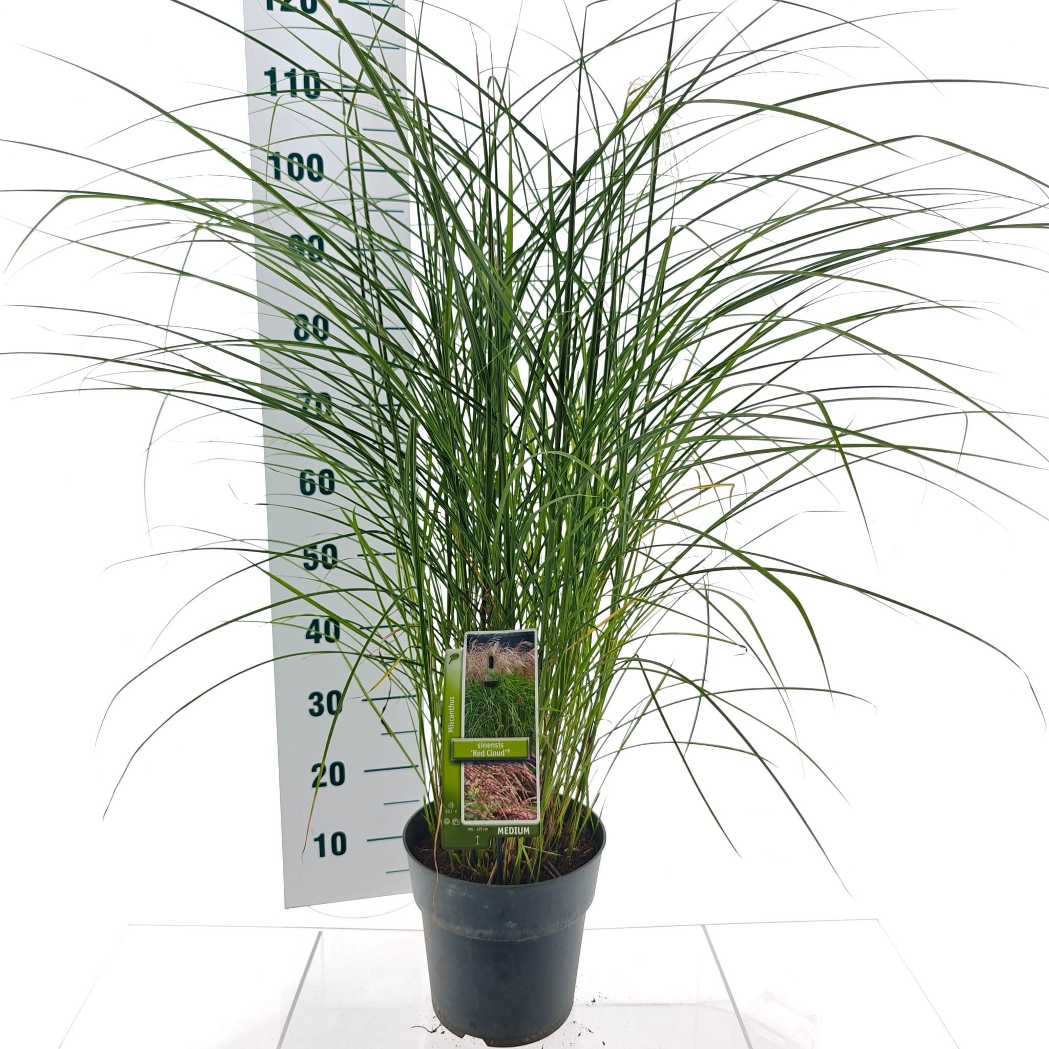Miscanthus sin. 'Red Cloud', D 23