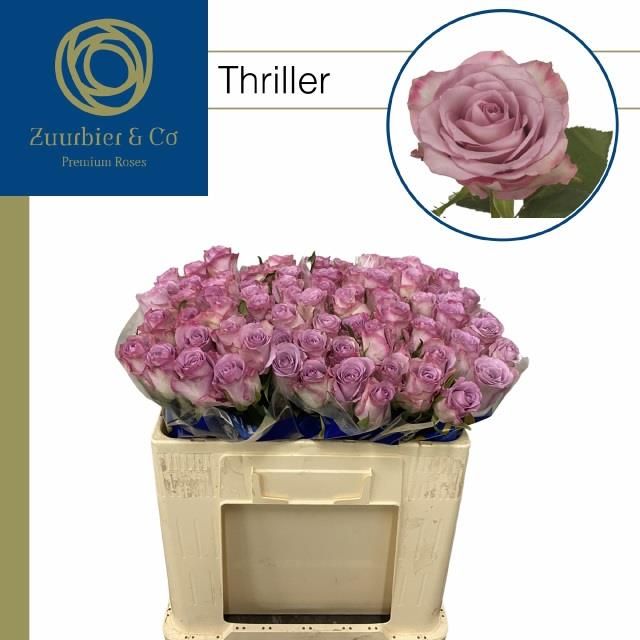 Роза од. Триллер 50, шт.
