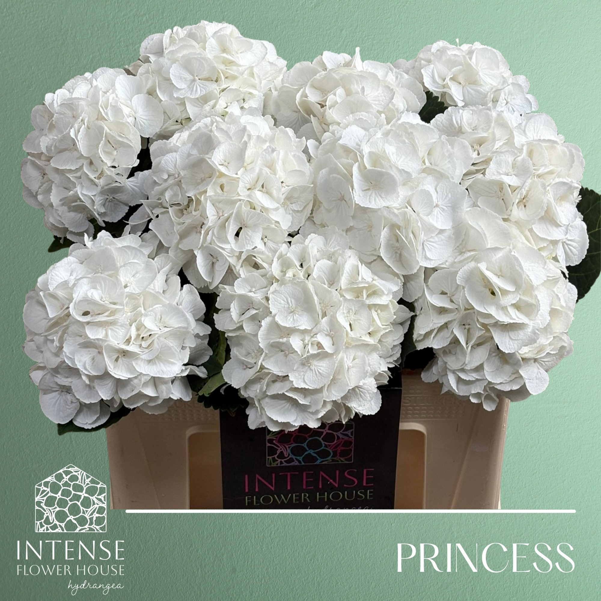 Гортензия Роял Принцесс 50, шт.