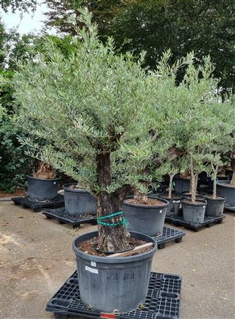 Olea Europaea Op Stam Vertakt P80 H240 Nr7, D 80