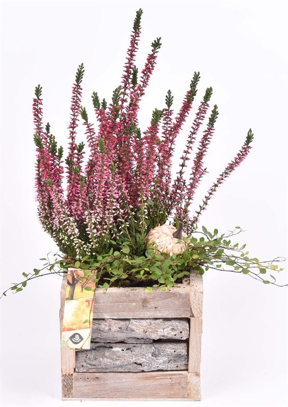 Hout met boomschors 15x15cm, D 15 cm Hout met boomschors 15x15cm, D 15 cm